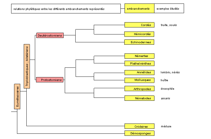 classification phylogénétique des Embranchements