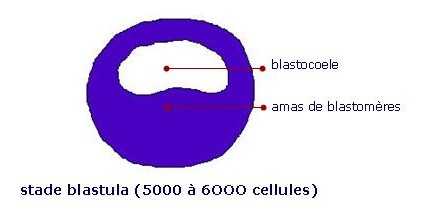 stade blastula