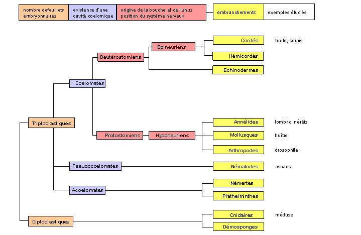 classification ontogénétique des plans d'organisation