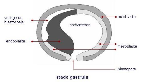 stade gastrula